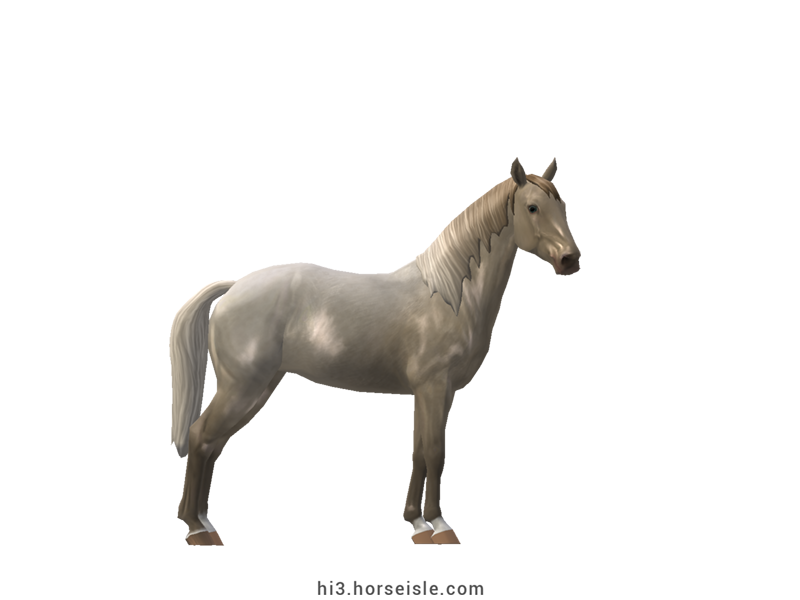 Spotted Saddle Horse - Solid Registry Cream Amber Champagne Roan Coat